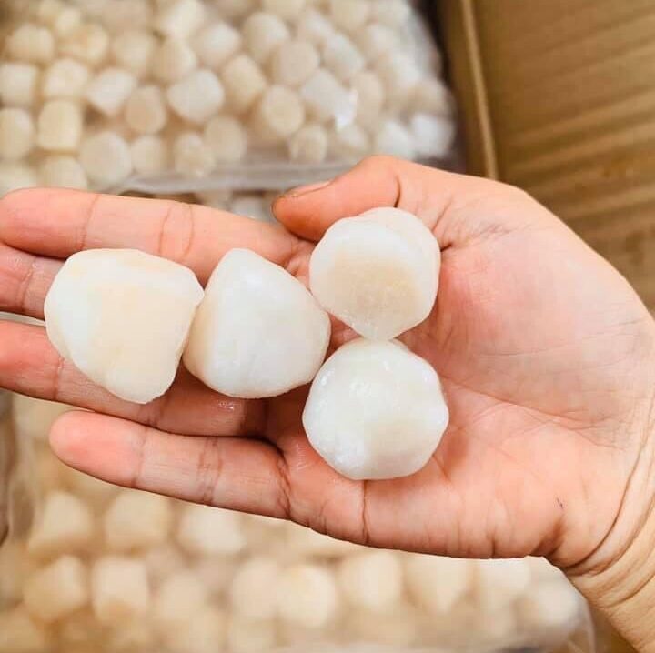 Còi Sò Điệp Nhật Newinfood